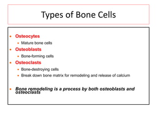 Types of Bone Cells
 Osteocytes
 Mature bone cells
 Osteoblasts
 Bone-forming cells
 Osteoclasts
 Bone-destroying cells
 Break down bone matrix for remodeling and release of calcium
 Bone remodeling is a process by both osteoblasts and
osteoclasts
 