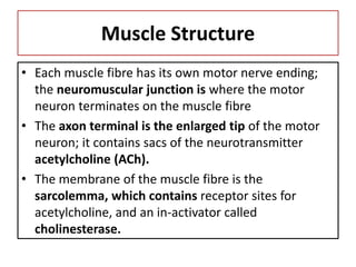 Muscle Structure
• Each muscle fibre has its own motor nerve ending;
the neuromuscular junction is where the motor
neuron terminates on the muscle fibre
• The axon terminal is the enlarged tip of the motor
neuron; it contains sacs of the neurotransmitter
acetylcholine (ACh).
• The membrane of the muscle fibre is the
sarcolemma, which contains receptor sites for
acetylcholine, and an in-activator called
cholinesterase.
 