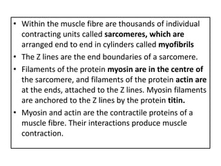 • Within the muscle fibre are thousands of individual
contracting units called sarcomeres, which are
arranged end to end in cylinders called myofibrils
• The Z lines are the end boundaries of a sarcomere.
• Filaments of the protein myosin are in the centre of
the sarcomere, and filaments of the protein actin are
at the ends, attached to the Z lines. Myosin filaments
are anchored to the Z lines by the protein titin.
• Myosin and actin are the contractile proteins of a
muscle fibre. Their interactions produce muscle
contraction.
 