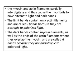• the myosin and actin filaments partially
interdigitate and thus cause the myofibrils to
have alternate light and dark bands
• The light bands contain only actin filaments
and are called I bands because they are
isotropic to polarized light.
• The dark bands contain myosin filaments, as
well as the ends of the actin filaments where
they overlap the myosin, and are called A
bands because they are anisotropic to
polarized light.
 