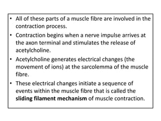 • All of these parts of a muscle fibre are involved in the
contraction process.
• Contraction begins when a nerve impulse arrives at
the axon terminal and stimulates the release of
acetylcholine.
• Acetylcholine generates electrical changes (the
movement of ions) at the sarcolemma of the muscle
fibre.
• These electrical changes initiate a sequence of
events within the muscle fibre that is called the
sliding filament mechanism of muscle contraction.
 