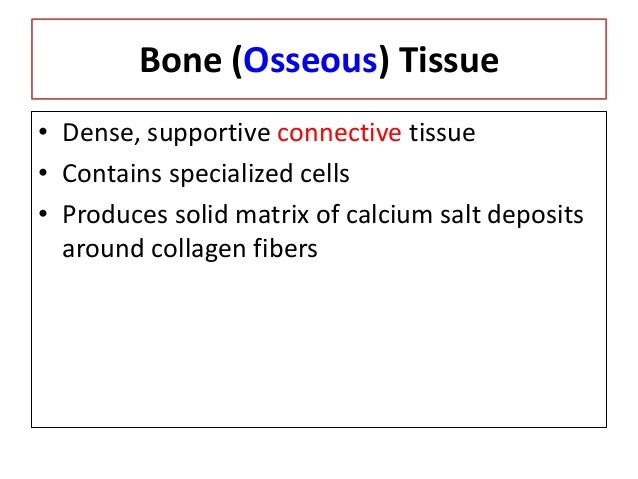 Skeletal system Skeletal system