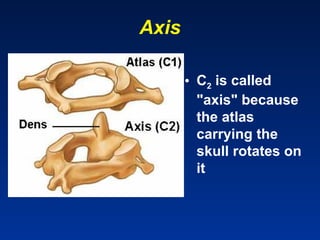 Comprehensive Overview of Human Osteology and Skeletal Anatomy | PPT