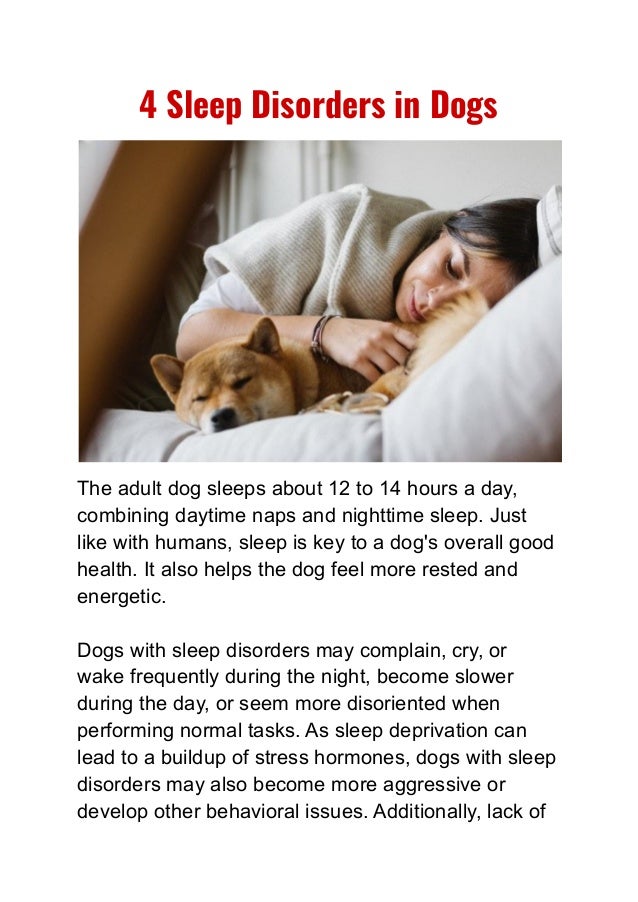 4 Sleep Disorders in Dogs