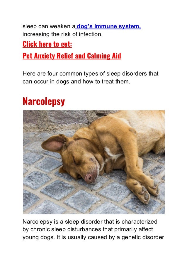 4 Sleep Disorders in Dogs