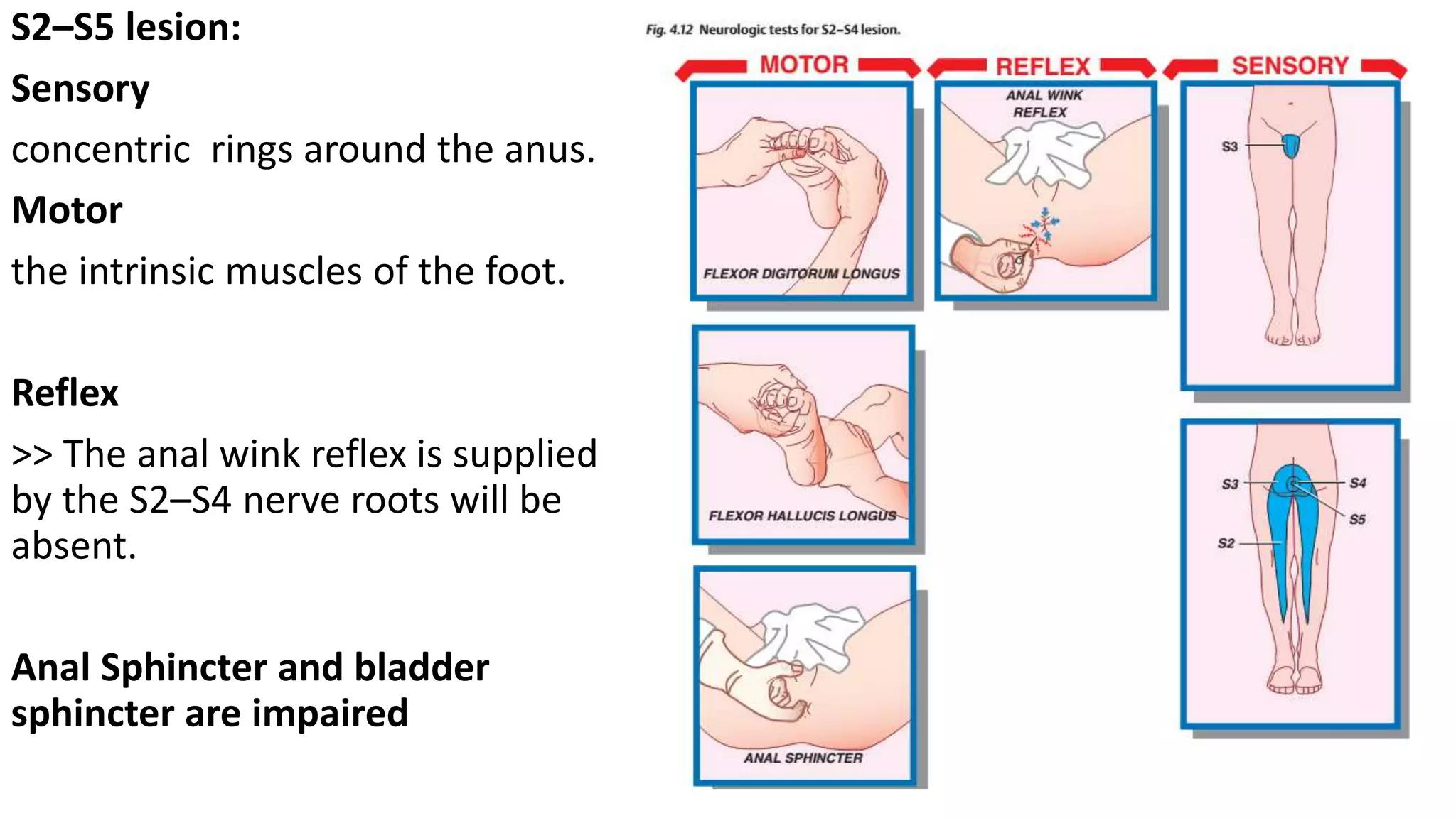 spinal nerves and roots | PPTX