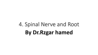 4. Spinal Nerve and Root
By Dr.Rzgar hamed
 