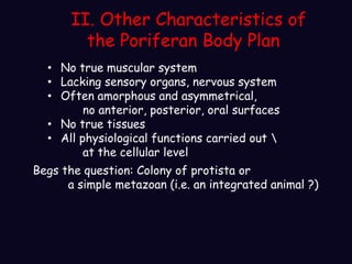 II. Other Characteristics of
the Poriferan Body Plan
• No true muscular system
• Lacking sensory organs, nervous system
• Often amorphous and asymmetrical,
no anterior, posterior, oral surfaces
• No true tissues
• All physiological functions carried out 
at the cellular level
Begs the question: Colony of protista or
a simple metazoan (i.e. an integrated animal ?)
 