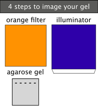 - - - - -
illuminatororange ﬁlter
agarose gel
4 steps to image your gel
 