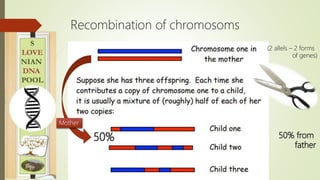 Recombination of chromosoms
50%
Mother
(2 allels – 2 forms
of genes)
50% from
father
 