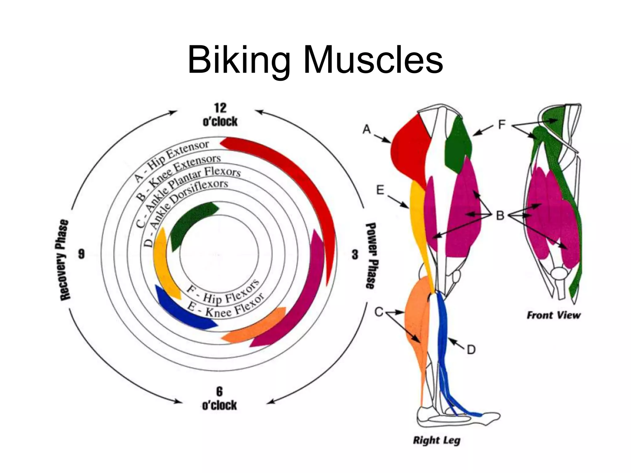 Biking Muscles
 