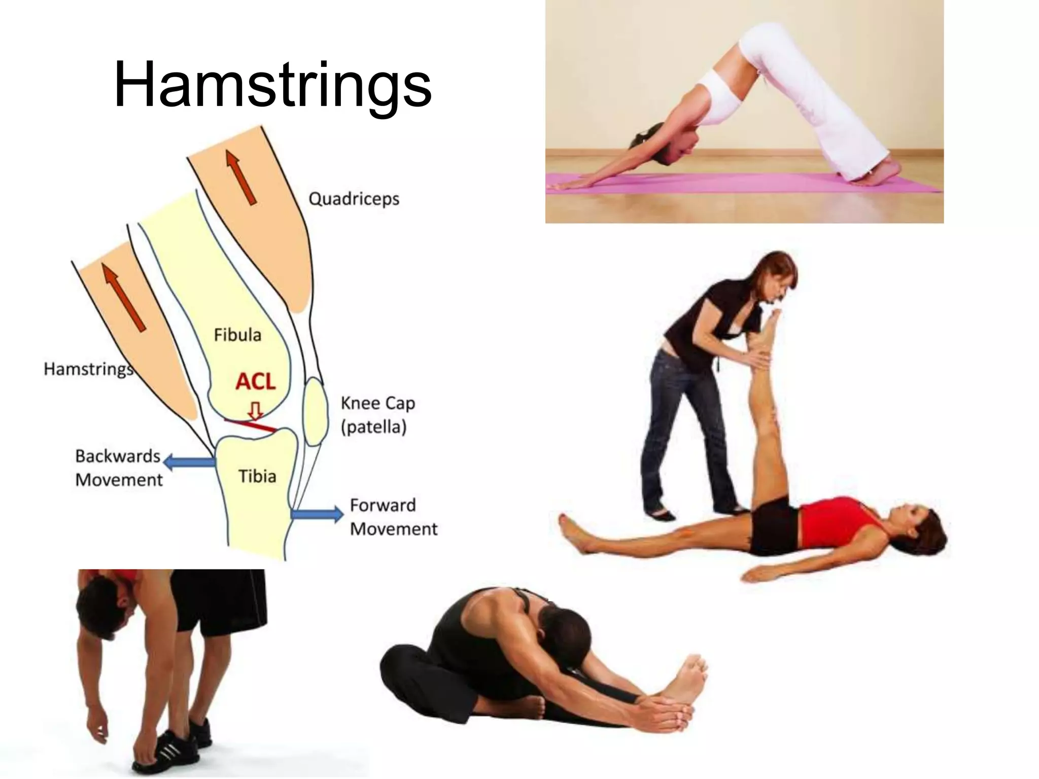 Hamstrings
 