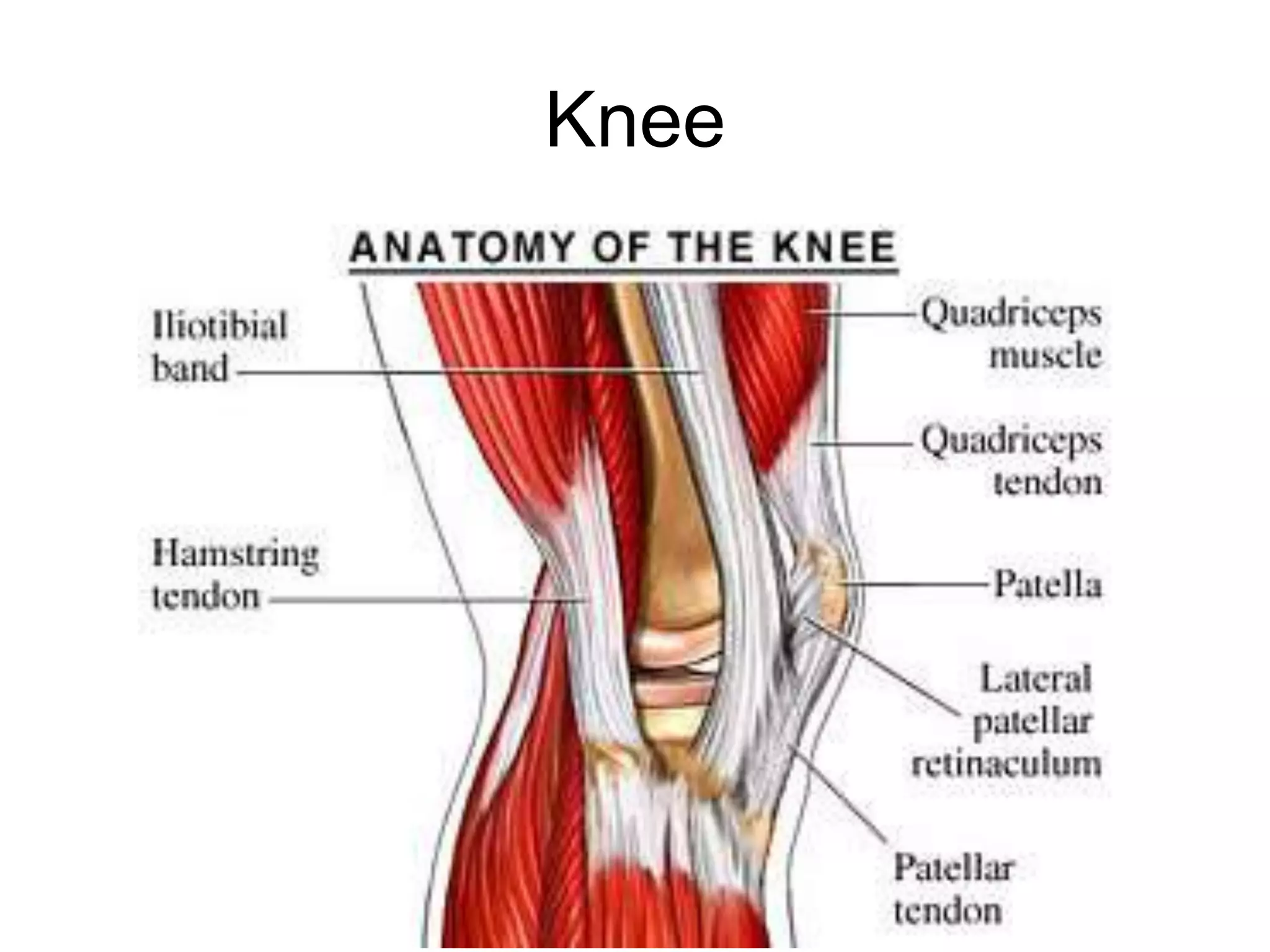 Knee
 