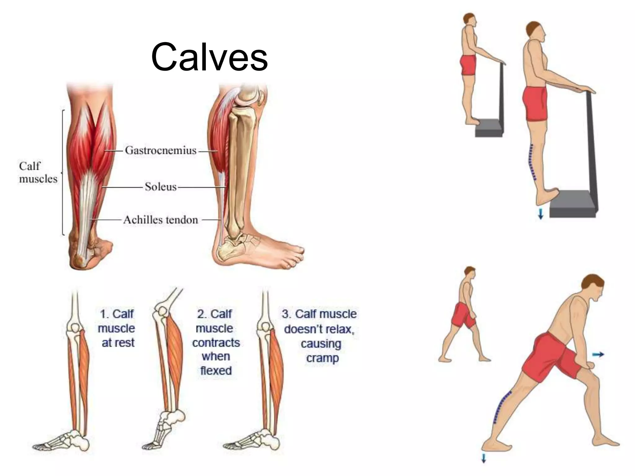 Calves
 