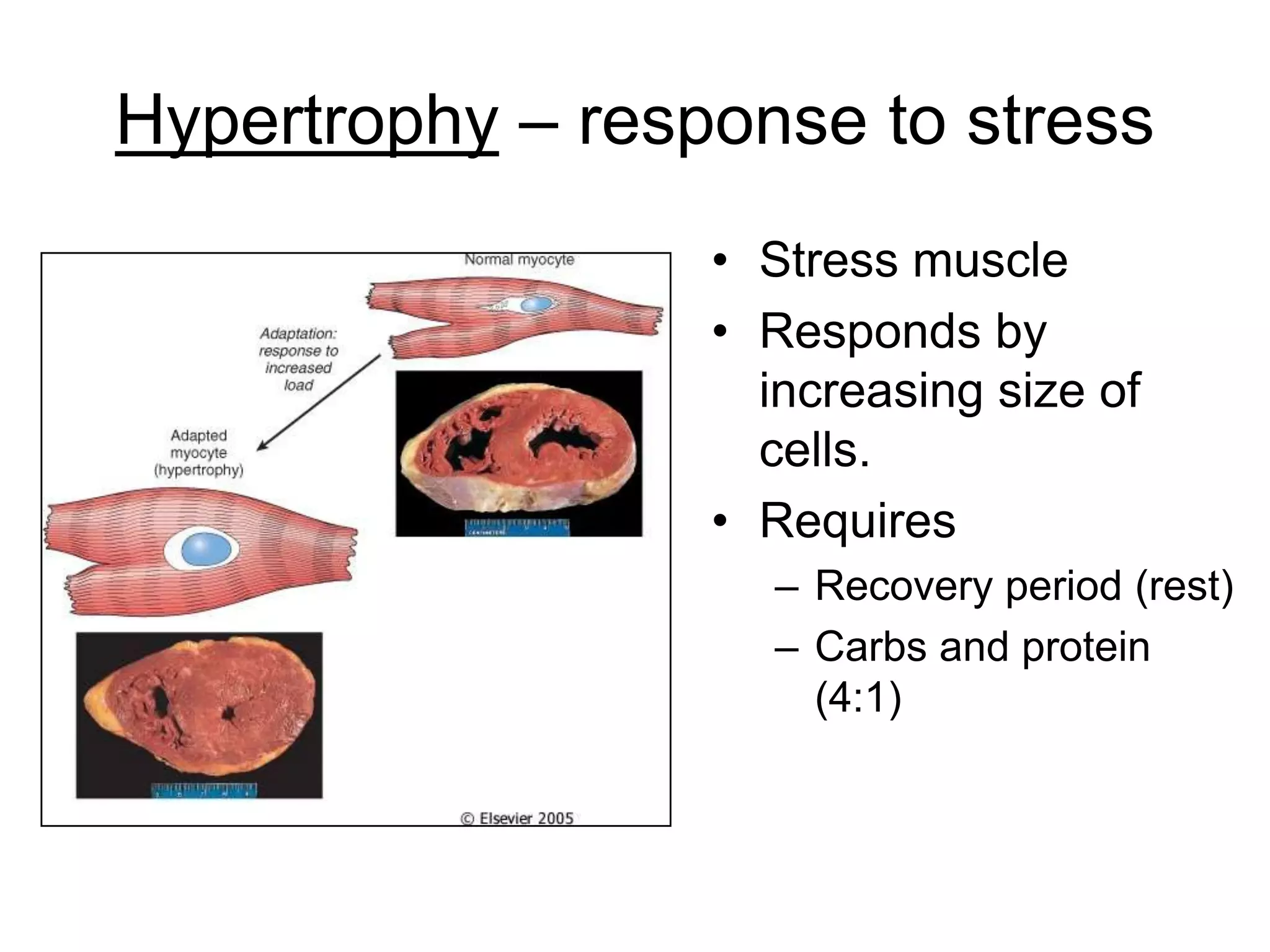 Hypertrophy – response to stress
• Stress muscle
• Responds by
increasing size of
cells.
• Requires
– Recovery period (rest)
– Carbs and protein
(4:1)
 