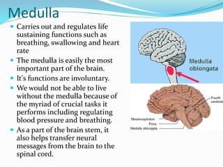 Medulla 
 Carries out and regulates life 
sustaining functions such as 
breathing, swallowing and heart 
rate 
 The medulla is easily the most 
important part of the brain. 
 It's functions are involuntary. 
 We would not be able to live 
without the medulla because of 
the myriad of crucial tasks it 
performs including regulating 
blood pressure and breathing. 
 As a part of the brain stem, it 
also helps transfer neural 
messages from the brain to the 
spinal cord. 
 