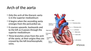 Comprehensive Anatomy and Contents of the Superior Mediastinum | PPTX