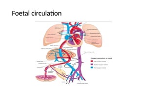 Comprehensive Anatomy and Contents of the Superior Mediastinum | PPTX