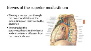Comprehensive Anatomy and Contents of the Superior Mediastinum | PPTX