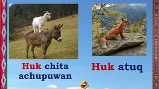Huk chita
achupuwan
Huk atuq
 