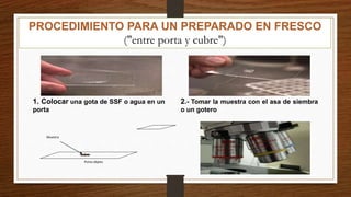 Porta objeto
Muestra
1. Colocar una gota de SSF o agua en un
porta
2.- Tomar la muestra con el asa de siembra
o un gotero
PROCEDIMIENTO PARA UN PREPARADO EN FRESCO
("entre porta y cubre")
 