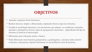 OBJETIVOS
• Aprender a preparar frotis bacterianos
• Realizar tinciones simples y diferenciadas, empleando diversos tipos de colorantes.
• Estudiar la morfología bacteriana y las coloraciones que adoptan en condiciones naturalesy
aprender a distinguir los diversos tipos de agrupaciones bacterianas , dependiendo del tipo de
tinciones al observar al microscopio.
• Diferenciar entre colorantes ácidos y básicos
• Poder diferenciar entre bacterias grampositivas y gramnegativas , bacterias ácidos-alcohol
resistentes, endoesporas, cápsulas bacterianas en una población mixta de bacterias.
 
