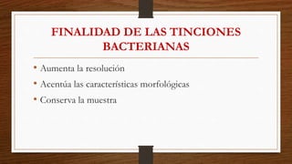 FINALIDAD DE LAS TINCIONES
BACTERIANAS
• Aumenta la resolución
• Acentúa las características morfológicas
• Conserva la muestra
 