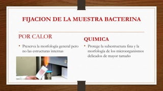 FIJACION DE LA MUESTRA BACTERINA
• Preserva la morfología general pero
no las estructuras internas
QUIMICA
• Protege la subestructura fina y la
morfología de los microorganismos
delicados de mayor tamaño
 