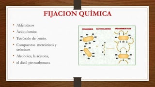 FIJACION QUÌMICA
• Aldehídicos
• Ácido ósmico
• Tetróxido de osmio.
• Compuestos mercúricos y
crómicos
• Alcoholes, la acetona,
• el dietil-pirocarbonato.
 