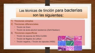 1) Tinciones simples
2) Tinciones diferenciales
• Tinción de Gram
• Tinción de ácido-alcohol resistencia (Ziehl-Neelsen)
3) Tinciones especificas
• Tinción de esporas de Wirtz-Cortitlin
• Tinción de flagelos de Leifson
• Tinción negativa, / Tinciòn de càpsulas (HISS)
 