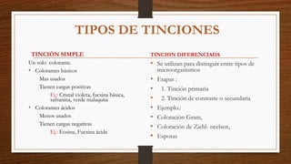 TIPOS DE TINCIONES
TINCIÓN SIMPLE
Un solo colorante.
• Colorantes básicos
Mas usados
Tienen cargas positivas
Ej.: Cristal violeta, fucsina básica,
safranina, verde malaquita
• Colorantes ácidos
Menos usados
Tienen cargas negativas
Ej.: Eosina, Fucsina ácida
TINCION DIFERENCIADA
• Se utilizan para distinguir entre tipos de
microorganismos
• Etapas :
• 1. Tinción primaria
• 2. Tinción de contraste o secundaria
• Ejemplo.:
• Coloración Gram,
• Coloración de Ziehl- neelsen,
• Esporas
 