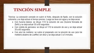 TINCIÓN SIMPLE
 