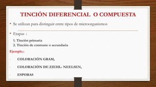 • Se utilizan para distinguir entre tipos de microorganismos
• Etapas :
1. Tinción primaria
2. Tinción de contraste o secundaria
Ejemplo.:
- COLORACIÓN GRAM,
- COLORACIÓN DE ZIEHL- NEELSEN,
- ESPORAS
TINCIÓN DIFERENCIAL O COMPUESTA
 