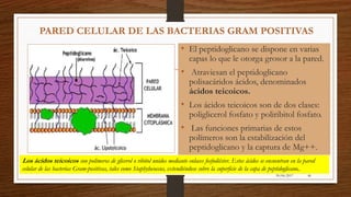 30/06/2017 46
PARED CELULAR DE LAS BACTERIAS GRAM POSITIVAS
• El peptidoglicano se dispone en varias
capas lo que le otorga grosor a la pared.
• Atraviesan el peptidoglicano
polisacáridos ácidos, denominados
ácidos teicoicos.
• Los ácidos teicoicos son de dos clases:
poliglicerol fosfato y poliribitol fosfato.
• Las funciones primarias de estos
polímeros son la estabilización del
peptidoglicano y la captura de Mg++.
Los ácidos teicoicos son polímeros de glicerol o ribitol unidos mediante enlaces fosfodiéster. Estos ácidos se encuentran en la pared
celular de las bacterias Gram-positivas, tales como Staphylococcus, extendiéndose sobre la superficie de la capa de peptidoglicano..
 