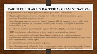 30/06/2017 47
PARED CELULAR EN BACTERIAS GRAM NEGATIVAS
• Su pared celular es más delgada, pero más compleja que la de los Gram positivas.
• El peptidoglicano se dispone en una sola capa, pero por fuera de ella se encuentra una segunda
membrana denominada membrana externa.
• La membrana externa es una membrana asimétrica, porque si bien la monocapa interna está formada
por fosfolípidos, la monocapa exterior está formada por un tipo especial de lípido, denominado
lipopolisacárido (LPS).
• El LPS es una molécula que contiene tres regiones diferentes: el lípido A, el core y el antígeno O.
• El LPS constituye una endotoxina, que se libera cuando la bacteria se divide o muere.
• Es un potente estimulador de los macrófagos, lo que causa la activa liberación de citoquinas,
responsables de las manifestaciones clínicas de las infecciones por bacterias Gram negativas y que varían
desde una fiebre hasta el shock séptico.
• En esta membrana externa se encuentran las porinas.
• La membrana externa de las bacterias Gram negativas poseen porinas que son canales cargados de agua
y que permiten la entrada y salida de sustancias de la célula al exterior y del interior de la célula.
 