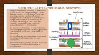 30/06/2017 48
• Entre la membrana externa y la membrana
celular se crea un compartimiento virtual,
llamado espacio periplásmico. Tiene una
gran importancia en el metabolismo
energético, que se basa en la alimentación
por procesos activos de diferencias de
composición química, concentración
osmótica y carga eléctrica entre este
compartimento y el citoplasma.
• El espacio periplásmico es una matriz que
incluye al peptidoglicano, enzimas, proteínas
captadoras de nutrientes y sustancias de
secreción.
• La membrana externa contiene numerosas
proteínas, siendo las porinas las más
abundantes.
• Se denominan así, porque forman poros que
comunican el exterior con el espacio
periplásmico.
PARED CELULAR EN BACTERIAS GRAM NEGATIVAS
 