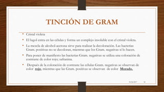 30/06/2017 50
TINCIÓN DE GRAM
• Cristal violeta
• El lugol entra en las células y forma un complejo insoluble con el cristal violeta.
• La mezcla de alcohol-acetona sirve para realizar la decoloración. Las bacterias
Gram. positivas no se decoloran, mientras que los Gram. negativas sí lo hacen.
• Para poner de manifiesto las bacterias Gram. negativas se utiliza una coloración de
contraste de color rojo; safranina.
• Después de la coloración de contraste las células Gram. negativas se observan de
color rojo, mientras que las Gram. positivas se observan de color Morado.
 