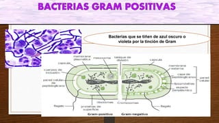 ESTRUCTURA
Bacterias que se tiñen de azul oscuro o
violeta por la tinción de Gram
 