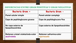 Bacteria Gram + Bacteria Gram -
Pared celular simple Pared celular compleja
Capa de peptidoglucano gruesa Capa de peptidoglucano fina
No capa externa de
lipopolisacáridos
Capa externa de lipopolisacáridos
Retienen cristal violeta/iodo-color
azul/violeta
Retienen safranina-color
rojo/rosado
DIFERENCIAS ENTRE GRAM POSITIVAS Y GRAM NEGATIVAS
 
