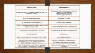 GRAM POSITIVAS GRAM NEGATIVAS
POSEEN UNA PARED CELULAR INTERNA Y UNA PARED DE
PEPTIDOGLUCANO.
POSEEN UNA PARED CELULAR MÁS COMPLEJA:
-PARED CELULAR INTERNA
-PARED DE PEPTIDOGLUCANO
- BICAPA LIPÍDICA EXTERNA
NO TIENE MEMBRANA EXTERNA MEMBRANA EXTERNA
NO TIENE ESPACIO PERIPLASMÁTICO ESPACIO PERIPLASMÁTICO:
LA RED DE MUREÍNA ESTÁ MUY DESARROLLADA Y LLEGA A
TENER HASTA 40 CAPAS
LA RED DE MUREÍNA PRESENTA UNA SOLA CAPA
LA PENICILINA MATA A LAS GRAM POSITIVAS, LA PENICILINA NO MATA A LAS GRAM NEGATIVAS,
NO CONTIENE LPS CONTIENE LPS
EN LA TINCIÓN DE GRAM, RETIENEN LA TINCIÓN AZUL QUEDAN DECOLORADAS.
CONSERVAN EL COMPLEJO YODOCOLORANTE. PIERDEN EL COMPLEJO YODOCOLORANTE.
SON ESPORULANTES Y NO ESPORULANTES, COMO
STREPTOCOCCUS, CISTERIA, FRANKIA.
PUEDEN SER ANAEROBIOS O AEROBIOS
POSEEN OTROS COMPONENTES: ÁCIDOS TEICOICOS Y
LIPOTEICOICOS, Y POLISACÁRIDOS COMPLEJOS.
POSEEN PROTEÍNAS CON CONCENTRACIONES
ELEVADAS.
 