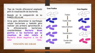 • Tipo de tinción diferencial empleado
para la visualización de bacterias.
• Basado en la composición de su
PARED CELULAR.
• Sirve para determinar la morfología
celular bacteriana y también para
realizar una primera aproximación a
la diferenciación bacteriana,
considerándose Bacteria Gram
positiva a las bacterias que se
visualizan de color violeta y
Bacteria Gram negativa a las de
color rosa.
TINCIÓN DE GRAM
 