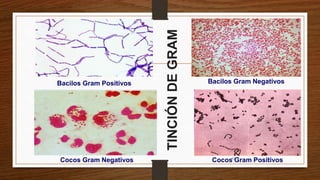 Cocos Gram PositivosCocos Gram Negativos
Bacilos Gram Positivos Bacilos Gram Negativos
TINCIÓNDEGRAM
62
 