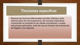 • Mientras las tinciones diferenciales permiten distinguir entre
distintos tipos de microorganismos, las tinciones específicas
incrementan el contraste en las células microbianas y revelan
estructuras particulares, entre las que se incluyen las endosporas,
los flagelos y las cápsulas.
 