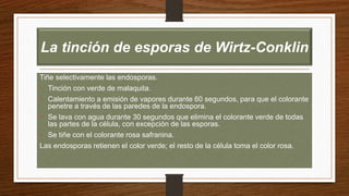 La tinción de esporas de Wirtz-Conklin
Tiñe selectivamente las endosporas.
• Tinción con verde de malaquita.
• Calentamiento a emisión de vapores durante 60 segundos, para que el colorante
penetre a través de las paredes de la endospora.
• Se lava con agua durante 30 segundos que elimina el colorante verde de todas
las partes de la célula, con excepción de las esporas.
• Se tiñe con el colorante rosa safranina.
Las endosporas retienen el color verde; el resto de la célula toma el color rosa.
 