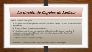 Permite observar los flagelos.
• Se fija químicamente la suspensión bacteriana, mediante formol, y se hace la extensión en un
portaobjetos.
• Se deja secar al aire, sin calentamiento alguno.
• Se cubre la preparación con una mezcla de ácido tánico y el colorante rosanilina, de
preparación extemporánea. El ácido tánico (mordiente) engruesa los flagelos y la
rosanilina(colorante) los tiñe.
• Se retira el exceso de colorante con agua.
• Por último, se deja secar al aire, antes de su observación al microscopio.
 