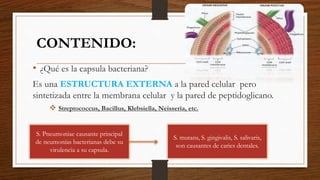 CONTENIDO:
• ¿Qué es la capsula bacteriana?
Es una ESTRUCTURA EXTERNA a la pared celular pero
sintetizada entre la membrana celular y la pared de peptidoglicano.
 Streptococcus, Bacillus, Klebsiella, Neisseria, etc.
S. Pneumoniae causante principal
de neumonías bacterianas debe su
virulencia a su capsula.
S. mutans, S. gingivalis, S. salivaris,
son causantes de caries dentales.
 