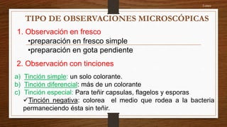 1. Observación en fresco
•preparación en fresco simple
•preparación en gota pendiente
2. Observación con tinciones
a) Tinción simple: un solo colorante.
b) Tinción diferencial: más de un colorante
c) Tinción especial: Para teñir capsulas, flagelos y esporas
Tinción negativa: colorea el medio que rodea a la bacteria
permaneciendo ésta sin teñir.
Lunes
TIPO DE OBSERVACIONES MICROSCÓPICAS
 