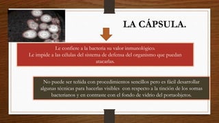 LA CÁPSULA.
Le confiere a la bacteria su valor inmunológico.
Le impide a las células del sistema de defensa del organismo que puedan
atacarlas.
No puede ser teñida con procedimientos sencillos pero es fácil desarrollar
algunas técnicas para hacerlas visibles con respecto a la tinción de los somas
bacterianos y en contraste con el fondo de vidrio del portaobjetos.
 