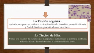TINCIONES
La Tinción negativa .
Aplicada para poner en evidencia la cápsula utilizando tinta china para teñir el fondo
y Azul de Metileno para teñir el soma bacteriano.
La Tinción de Hiss.
Utiliza una reacción de expansión de la cápsula con albúmina y el contraste contra un
fondo de sulfato de cobre tiñendo el soma con violeta cristal.
 