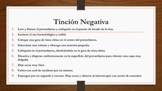 Tinción Negativa
1. Lave y flamee el portaobjetos y colóquelo en el puente de lavado de la tina.
2. Incinere el asa bacteriológica y enfrié.
3. Coloque una gota de tinta china en el centro del portaobjetos.
4. Seleccione una colonia y obtenga una muestra pequeña.
5. Colóquela en el portaobjetos, disolviéndola en la gota de tinta china.
6. Disuelva y disperse uniformemente en la superficie del portaobjetos para obtener una capa muy
delgada.
7. Deje secar muy bien.
8. Cubra con azul de metileno por un minuto.
9. Enjuague por un segundo y escurra. Deje secar y observe al microscopio con aceite de emersión
 